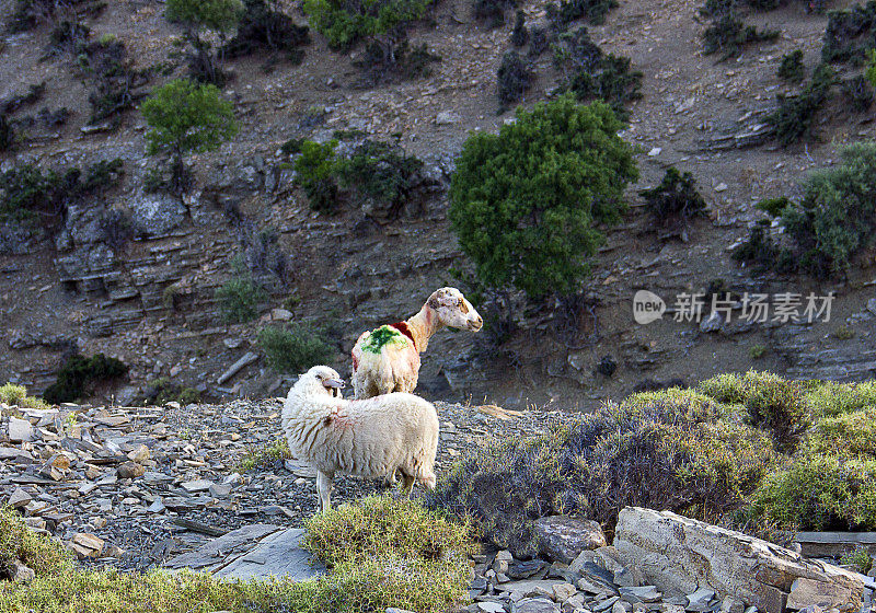 绵羊在土耳其爱琴海岩石上行走Gökçeada (Imroz)